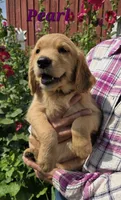 Pearl, a female Golden Retriever for sale in Pella, WI – 3 of 3