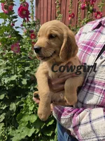 Cowgirl, a female Golden Retriever for sale in Pella, WI – 2 of 3