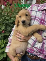 Champ, a male Golden Retriever for sale in Pella, WI – 2 of 3