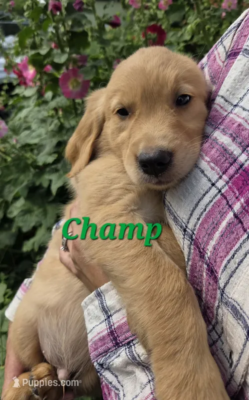 Champ – Golden Retriever puppy for sale in Pella, WI
