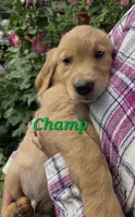 Champ, a male Golden Retriever for sale in Pella, WI – 1 of 3