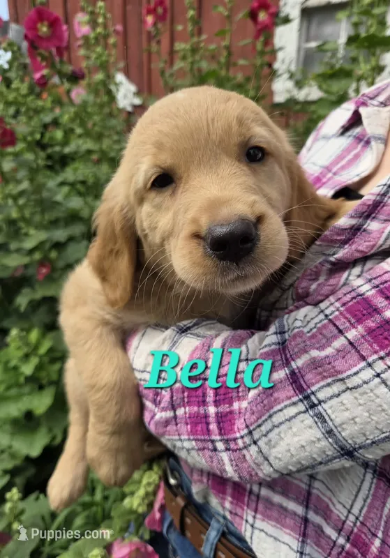 Bella – Golden Retriever puppy for sale in Pella, WI