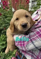Bella, a female Golden Retriever for sale in Pella, WI – 1 of 4