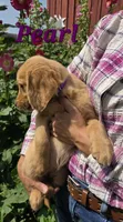 Pearl, a female Golden Retriever for sale in Pella, WI – 2 of 3
