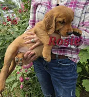 Rosie, a female Golden Retriever for sale in Pella, WI – 2 of 2