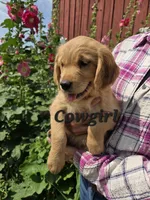 Cowgirl, a female Golden Retriever for sale in Pella, WI – 1 of 3