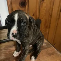 Max, a male American Pit Bull Terrier for sale in Anderson, IN – Photo 4 of 7