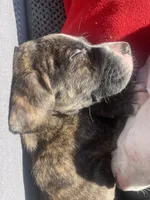 Max, a male American Pit Bull Terrier for sale in Anderson, IN – Photo 7 of 7