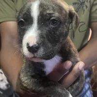 Max, a male American Pit Bull Terrier for sale in Anderson, IN – Photo 1 of 7