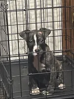 Max, a male American Pit Bull Terrier for sale in Anderson, IN – Photo 6 of 7