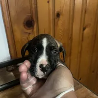 Max, a male American Pit Bull Terrier for sale in Anderson, IN – Photo 5 of 7