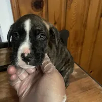 Max, a male American Pit Bull Terrier for sale in Anderson, IN – Photo 3 of 7