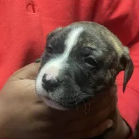 Max, a male American Pit Bull Terrier for sale in Anderson, IN – Photo 2 of 7