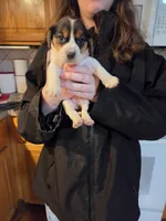 Female 3, a female Beagle for sale in Lisle, NY – 1 of 2