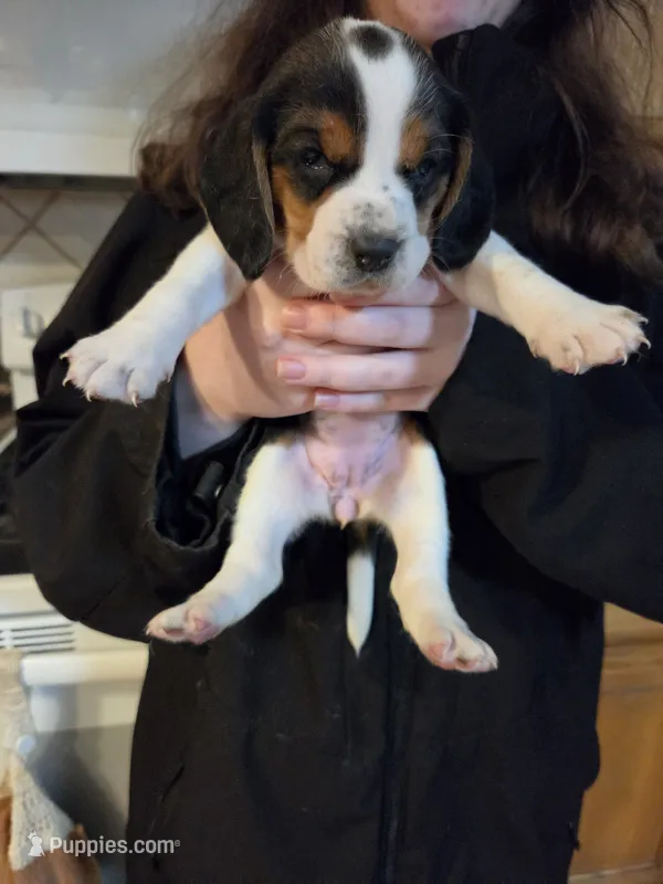 Female 1 – Beagle puppy for sale in Lisle, NY