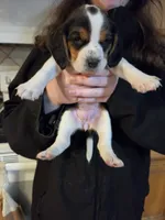 Female 1, a female Beagle for sale in Lisle, NY – 1 of 2