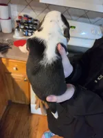 Female 2, a female Beagle for sale in Lisle, NY – 2 of 2