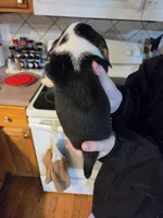 Female 1, a female Beagle for sale in Lisle, NY – 2 of 2