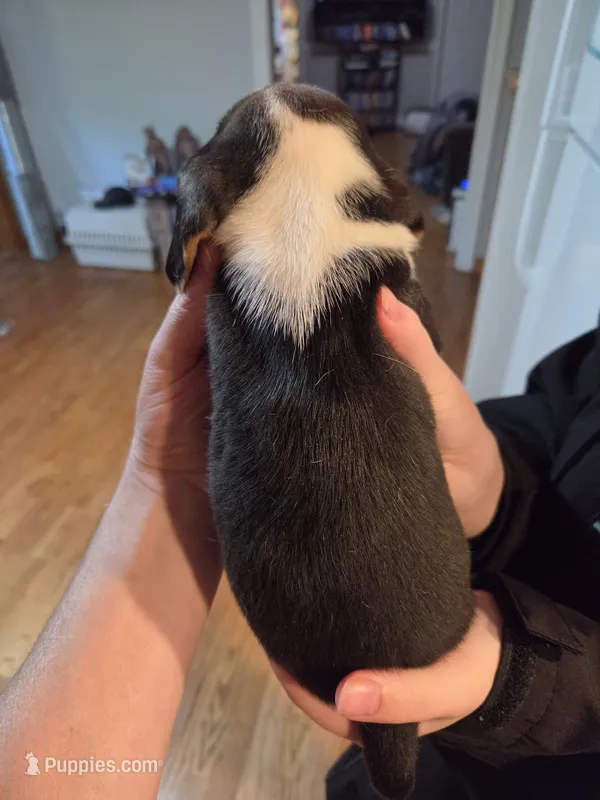 Male 2 – Beagle puppy for sale in Lisle, NY