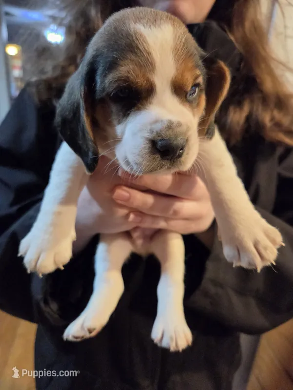 Male 1 – Beagle puppy for sale in Lisle, NY