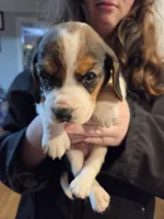 Male 2, a male Beagle for sale in Lisle, NY – 2 of 2