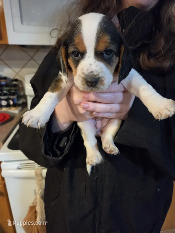 Female 2 – Beagle puppy for sale in Lisle, NY