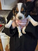 Female 2, a female Beagle for sale in Lisle, NY – 1 of 2