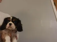 Darla, a female Cavalier King Charles Spaniel for sale in Asheville, NC – Photo 1 of 2