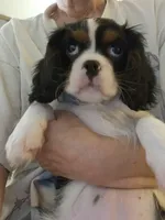 Darla, a female Cavalier King Charles Spaniel for sale in Asheville, NC – 2 of 3