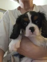 Darla, a female Cavalier King Charles Spaniel for sale in Asheville, NC – 3 of 3