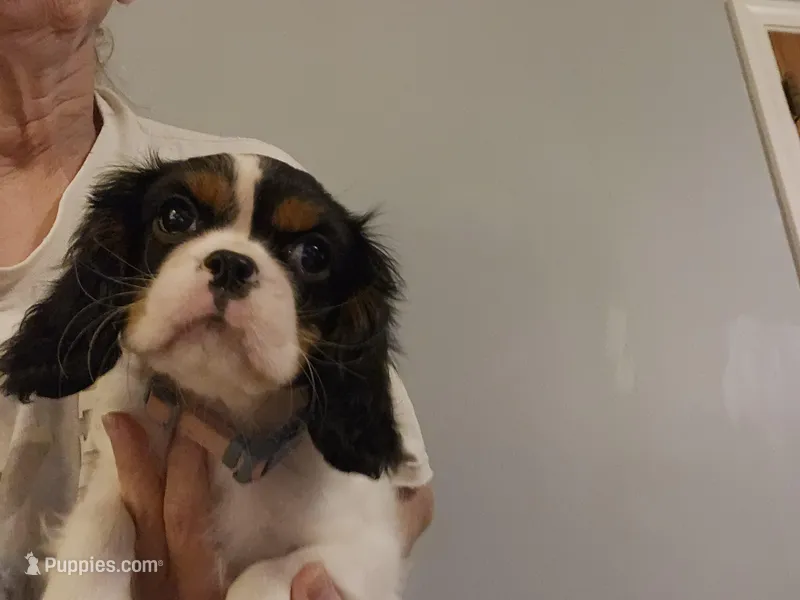 Darla – Cavalier King Charles Spaniel puppy for sale in Asheville, NC