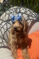 Mini bernedoodle , a female Miniature Bernedoodle for sale in Menifee, CA – 4 of 4