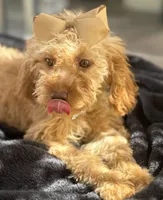  Goldendoodle, beautiful green hazel eyes, a female Miniature Goldendoodle for sale in Menifee, CA – 5 of 8