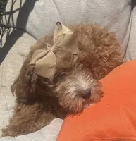 Beautiful mini goldendoodle , a female Miniature Goldendoodle for sale in Menifee, CA – 4 of 4