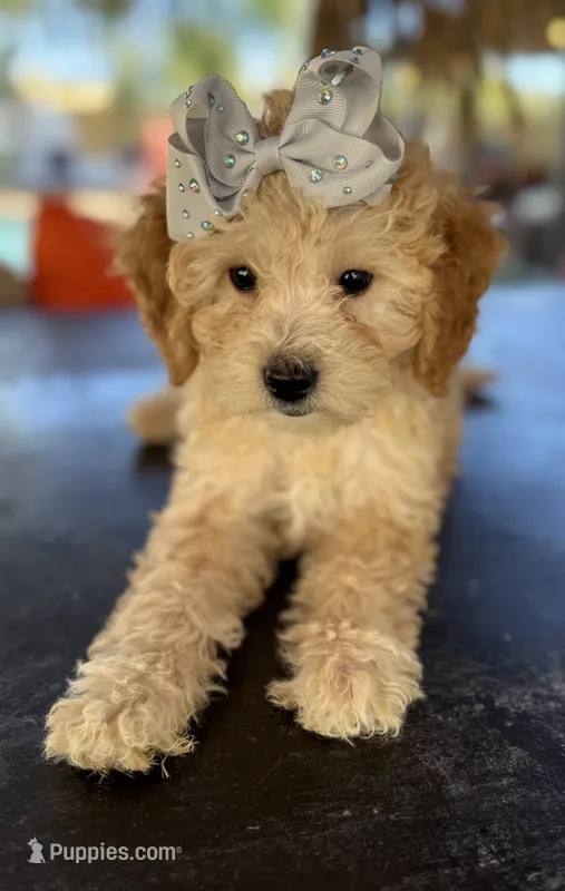 Sweet Mini GoldenDoodle girl