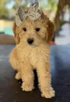 processed/096adfe3-004f-45fb-8d3a-973a97f20c9a/listing/042a817d-f42f-4b15-93ee-56297e4cd030/68a45053-20ba-4ffa-ba5c-3796c31abebe