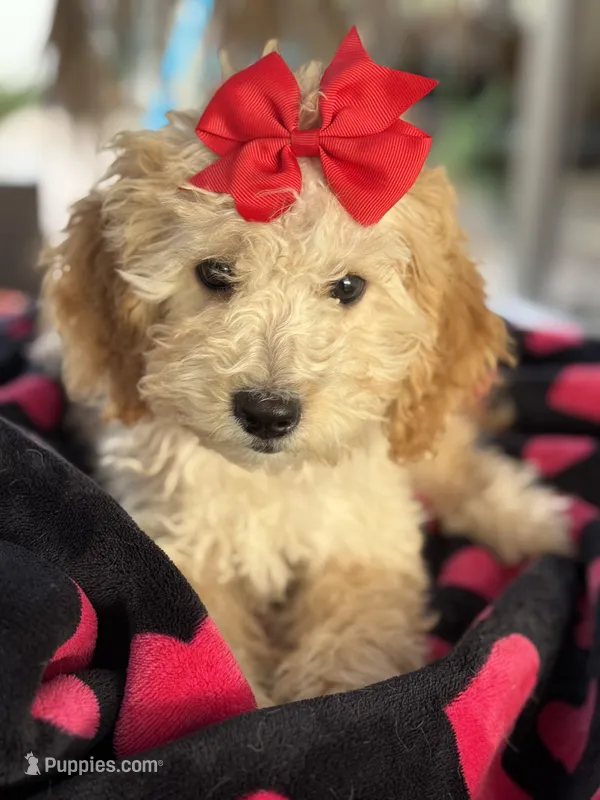Sweet Mini GoldenDoodle girl