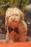Mini goldendoodle boy hazel green eyes, a male Miniature Goldendoodle for sale in Menifee, CA – 1 of 5