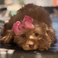  Goldendoodle, beautiful green hazel eyes, a female Miniature Goldendoodle for sale in Menifee, CA – 3 of 6