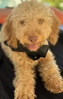 Mini goldendoodle green hazel eyes, a male Miniature Goldendoodle for sale in Menifee, CA – 2 of 8