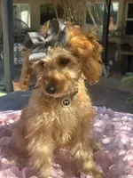 Mini goldendoodle beautiful , a female Miniature Goldendoodle for sale in Menifee, CA – 2 of 8