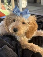 Beautiful mini goldendoodle , a female Miniature Goldendoodle for sale in Menifee, CA – 6 of 7