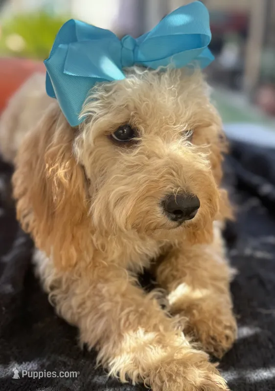 Beautiful mini goldendoodle  – Miniature Goldendoodle puppy for sale in Menifee, CA
