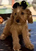 Mini goldendoodle beautiful , a female Miniature Goldendoodle for sale in Menifee, CA – 3 of 5