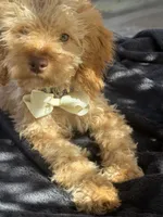 Mini goldendoodle boy hazel green eyes, a male Miniature Goldendoodle for sale in Menifee, CA – 6 of 6