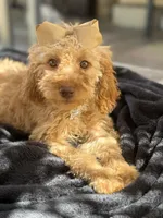  Goldendoodle, beautiful green hazel eyes, a female Miniature Goldendoodle for sale in Menifee, CA – 4 of 8