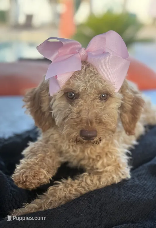  Goldendoodle, beautiful green hazel eyes – Miniature Goldendoodle puppy for sale in Menifee, CA