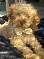 Mini goldendoodle boy hazel green eyes, a male Miniature Goldendoodle for sale in Menifee, CA – 5 of 6