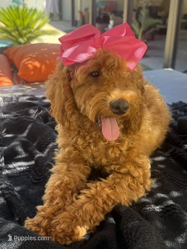 Mini goldendoodle  – Miniature Goldendoodle puppy for sale in Menifee, CA