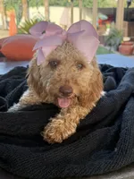  Goldendoodle, beautiful green hazel eyes, a female Miniature Goldendoodle for sale in Menifee, CA – 10 of 10